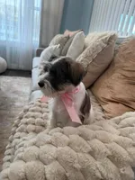 Myla, a female Miniature Schnauzer for sale in Providence, RI – 4 of 9