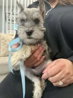 Sky, a male Miniature Schnauzer for sale in Providence, RI – 8 of 10