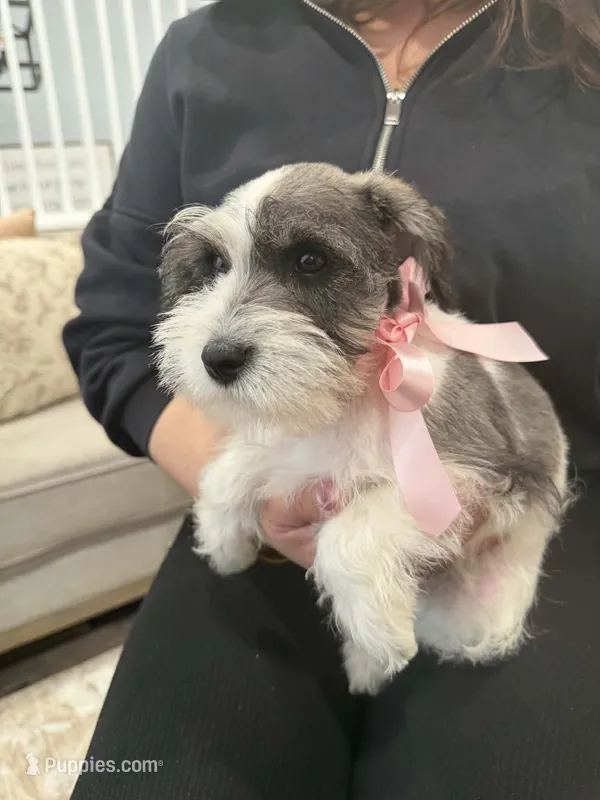 Myla – Miniature Schnauzer puppy for sale in Providence, RI
