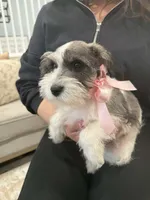 Myla, a female Miniature Schnauzer for sale in Providence, RI – 1 of 9