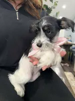 Dalma, a female Miniature Schnauzer for sale in Providence, RI – 3 of 10