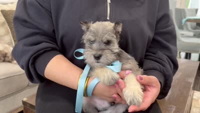 Sky, a male Miniature Schnauzer for sale in Providence, RI – 2 of 10