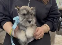 Rac, a male Miniature Schnauzer for sale in Providence, RI – 1 of 5