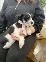 Dalma, a female Miniature Schnauzer for sale in Providence, RI – 8 of 10