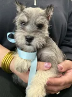 Sky, a male Miniature Schnauzer for sale in Providence, RI – 9 of 10