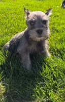 Sky, a male Miniature Schnauzer for sale in Providence, RI – 3 of 10