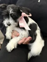 Dalma, a female Miniature Schnauzer for sale in Providence, RI – 6 of 10