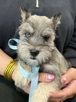 Sky, a male Miniature Schnauzer for sale in Providence, RI – 4 of 10