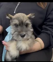 Rac, a male Miniature Schnauzer for sale in Providence, RI – 5 of 5