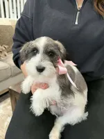 Myla, a female Miniature Schnauzer for sale in Providence, RI – 7 of 9