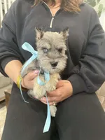 Sky, a male Miniature Schnauzer for sale in Providence, RI – 1 of 10