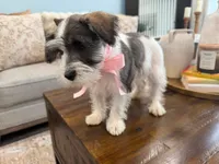 Myla, a female Miniature Schnauzer for sale in Providence, RI – 9 of 9