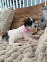 Myla, a female Miniature Schnauzer for sale in Providence, RI – 3 of 9