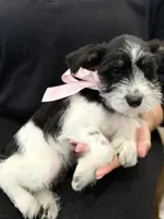 Dalma, a female Miniature Schnauzer for sale in Providence, RI – 5 of 10