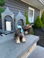 Lennox, a male Miniature Schnauzer for sale in Providence, RI – 3 of 5