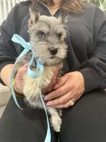 Sky, a male Miniature Schnauzer for sale in Providence, RI – 10 of 10