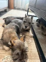 Sky, a male Miniature Schnauzer for sale in Providence, RI – 7 of 10