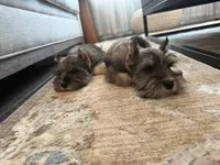 Lennox, a male Miniature Schnauzer for sale in Providence, RI – 4 of 5
