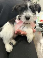 Dalma, a female Miniature Schnauzer for sale in Providence, RI – 9 of 10