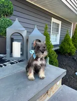 Lennox, a male Miniature Schnauzer for sale in Providence, RI – 2 of 5