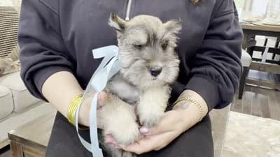 Rac, a male Miniature Schnauzer for sale in Providence, RI – 3 of 5