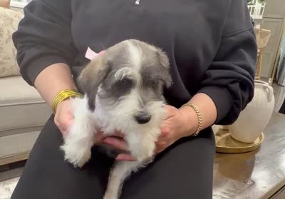 Myla, a female Miniature Schnauzer for sale in Providence, RI – 2 of 9