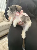 Myla, a female Miniature Schnauzer for sale in Providence, RI – 8 of 9