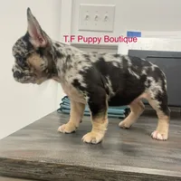 Brownie, a female French Bulldog and American Bully for sale in Ann Arbor, MI – Photo 1 of 2