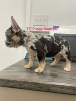 Brownie, a female French Bulldog and American Bully for sale in Ann Arbor, MI – Photo 1 of 2