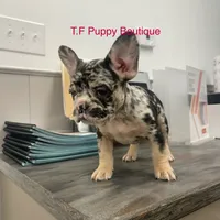 Brownie, a female French Bulldog and American Bully for sale in Ann Arbor, MI – Photo 2 of 2