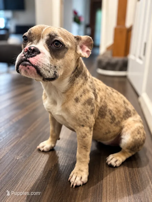 Pinky – French Bulldog puppy for sale in Ann Arbor, MI