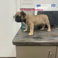 Kells, a male French Bulldog and American Bully for sale in Ann Arbor, MI – Photo 1 of 2