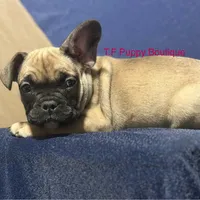 Kells, a male French Bulldog and American Bully for sale in Ann Arbor, MI – Photo 2 of 2