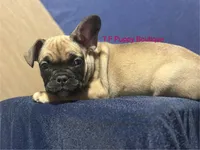 processed/d6ef056e-95fa-4fc6-81f8-f5ba0d720e68/listing/700e49a5-df39-4127-be1f-3ba9e3fe4283/1354f978-bf7e-427a-9186-61ecbd622298