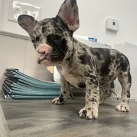 Spot, a female French Bulldog and American Bully for sale in Ann Arbor, MI – Photo 2 of 3