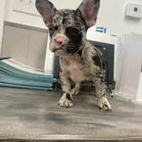 Spot, a female French Bulldog and American Bully for sale in Ann Arbor, MI – Photo 1 of 3