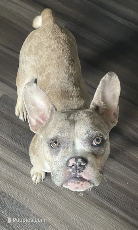 Pinky – French Bulldog, American Bully puppy for sale in Ann Arbor, MI
