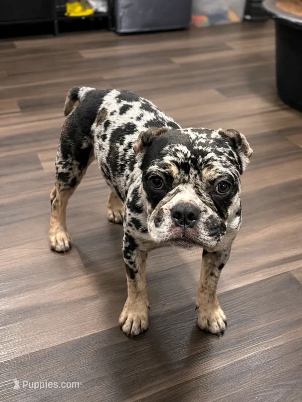 Brownie – French Bulldog, American Bully puppy for sale in Ann Arbor, MI