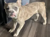 Pinky, a female French Bulldog for sale in Ann Arbor, MI – 3 of 3
