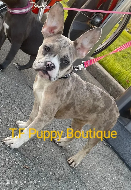 Pinky – French Bulldog, American Bully puppy for sale in Ann Arbor, MI