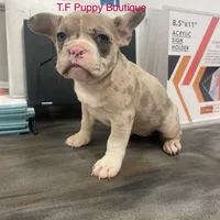 Pinky, a female French Bulldog and American Bully for sale in Ann Arbor, MI – Photo 1 of 2