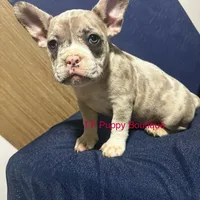Pinky, a female French Bulldog and American Bully for sale in Ann Arbor, MI – Photo 2 of 2