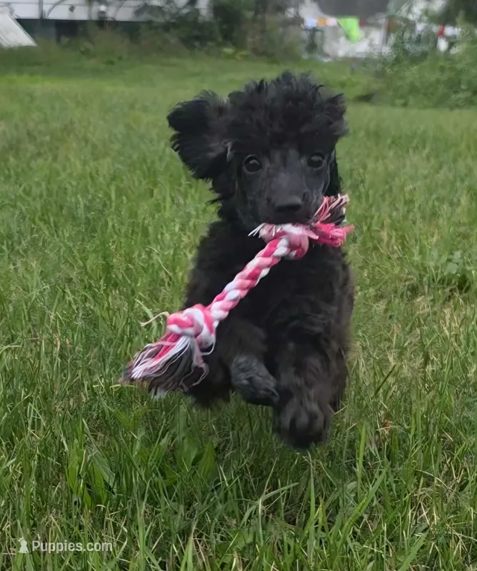 Oak – Poodle - Miniature  puppy for sale in Clare, MI