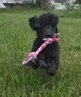 Oak, a female Poodle - Miniature  for sale in Clare, MI – 1 of 10