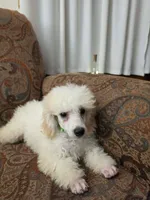 Birch, a male Poodle - Miniature  for sale in Clare, MI – 3 of 5