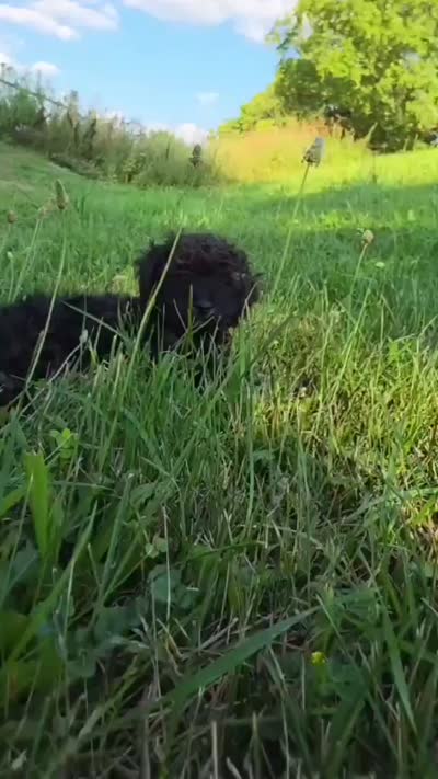 Spruce , a female Poodle - Miniature  for sale in Clare, MI – 9 of 9