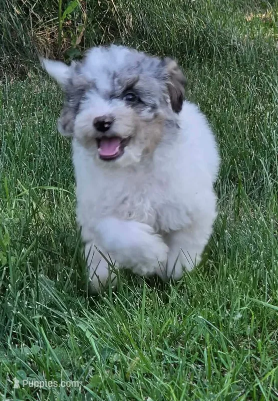 Ash – Poodle - Miniature  puppy for sale in Clare, MI