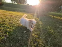 Nutmeg , a female Cavapoo for sale in Clare, MI – 7 of 9