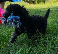 Spruce , a female Poodle - Miniature  for sale in Clare, MI – 4 of 9