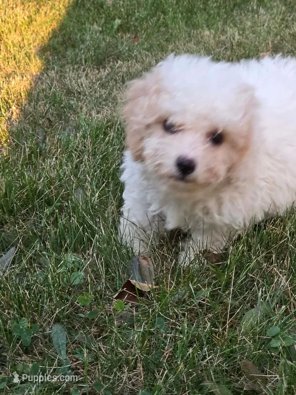 Nutmeg  – Cavapoo puppy for sale in Clare, MI